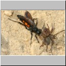 Anoplius viaticus - Wegwespe 39b beim Eintrag einer Trochosa-Wolfsspinne.jpg